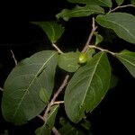 Casearia corymbosa Frukt