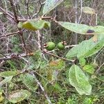 Psidium guineense Fruit