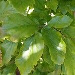 Parrotia subaequalis Hoja