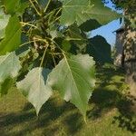 Populus deltoides Blad