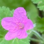 Erodium malacoides Blomma