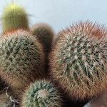 Echinocereus dasyacanthus Yaprak