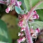 Parietaria judaica Flower