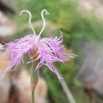 Dianthus superbus Virág