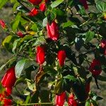 Malvaviscus penduliflorus Flor