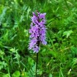 Dactylorhiza fuchsiiപുഷ്പം