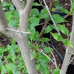 Cornus kousa Schors