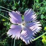 Dianthus gallicusFlower