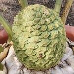 Encephalartos trispinosus Плод