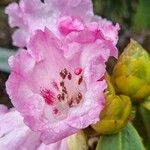 Rhododendron sutchuenense Blomma