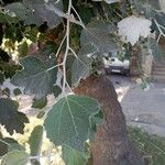 Populus × canescens ഇല