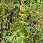 Botrychium lunaria Habit