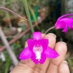 Bletilla striataFloare