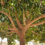 Mangifera indicaBark