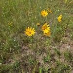 Helianthus occidentalis Květ