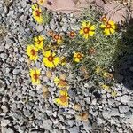 Gaillardia pinnatifida 花