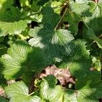 Ribes nigrum Leaf