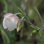 Calochortus albus Кветка