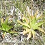 Aletris lutea Leaf