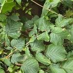 Corylus cornutaBlad