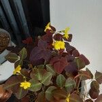 Oxalis hedysaroides Leaf