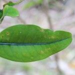 Erythroxylum laurifolium Leaf