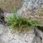 Asplenium septentrionale Habit