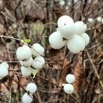 Symphoricarpos albus 果實