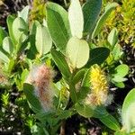 Salix commutata Flower