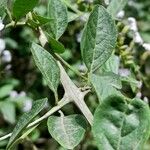 Duranta serratifolia Hoja