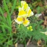 Linaria vulgarisFlower