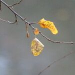Nothofagus obliqua Hoja