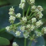 Hydrocotyle bonariensis 花