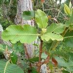 Curatella americana Leaf