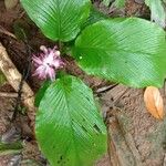 Curcuma pseudomontana Habit
