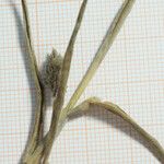 Rostraria litorea ഫലം