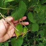 Momordica dioica Fruit