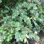 Begonia foliosa Flower