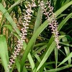 Cordyline stricta Habitus