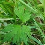 Ranunculus flammula Leaf