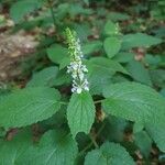 Scutellaria ovata Flower