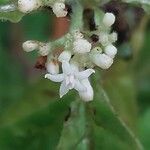 Psychotria nervosa 花