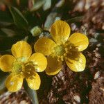 Ranunculus glaberrimus 花