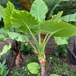 Colocasia gigantea Leaf