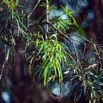 Podocarpus neriifolius Leaf