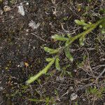 Lycopodium clavatum Blad