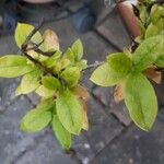 Rhododendron alabamense Blad