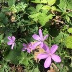 Geranium asphodeloides Blüte