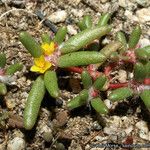 Portulaca halimoides Характер