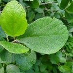 Cordia monoica Folha